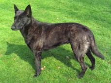 Holl�ndischer Sch�ferhund - Hollandse Herdershond